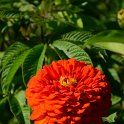 Zinnia elegans 'Super Yoga orange'